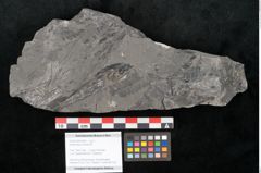 Foto (Objekt + Etikett) von Asterocarpus meriani Br. (NHMW-GEO-2024-0188-10493)
